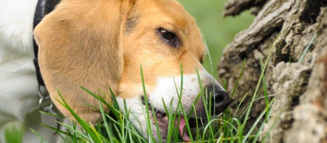 Common dog health issues