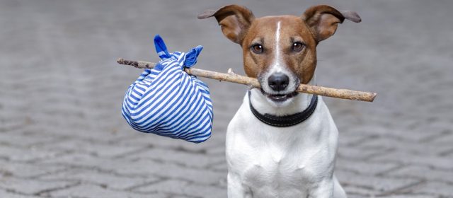 How to use technology to find your lost dog