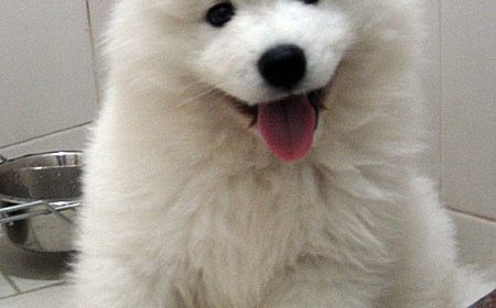 Things you should buy for your new puppy