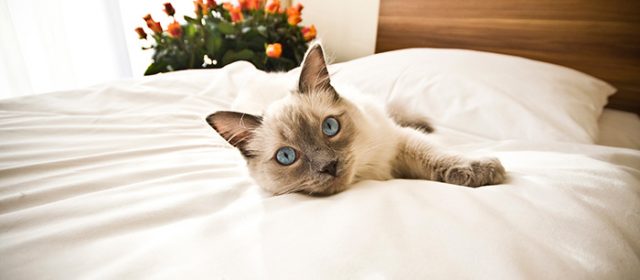 Why pet hotels are a good choice
